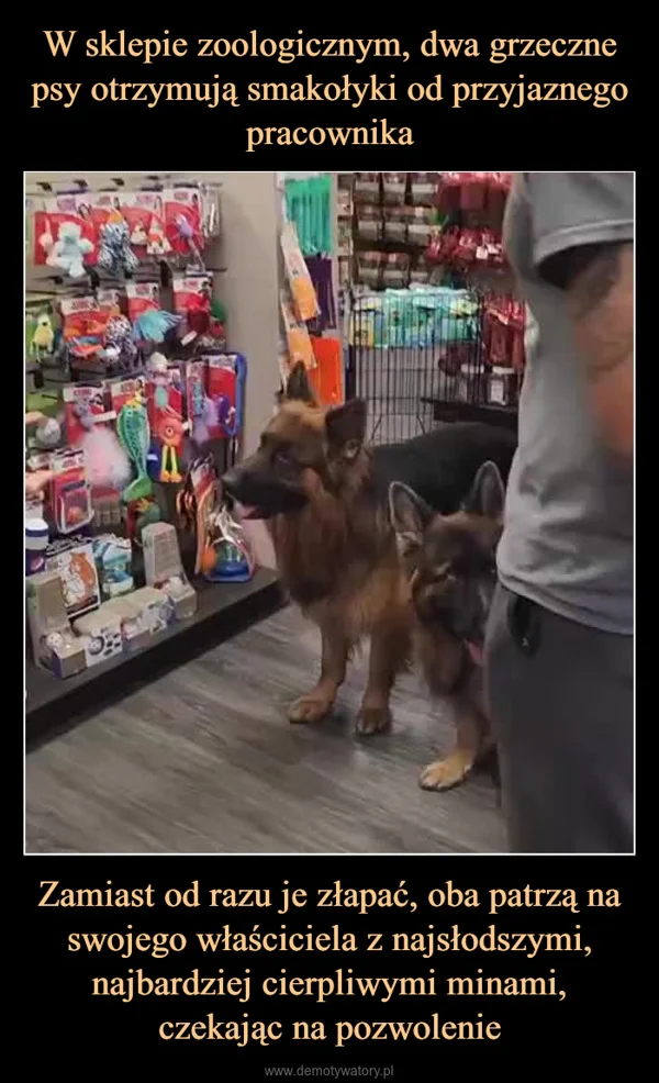 W sklepie zoologicznym, dwa grzeczne psy otrzymują smakołyki od przyjaznego pracownika Zamiast od razu je złapać, oba patrzą na swojego właściciela z najsłodszymi, najbardziej cierpliwymi minami, czekając na pozwolenie