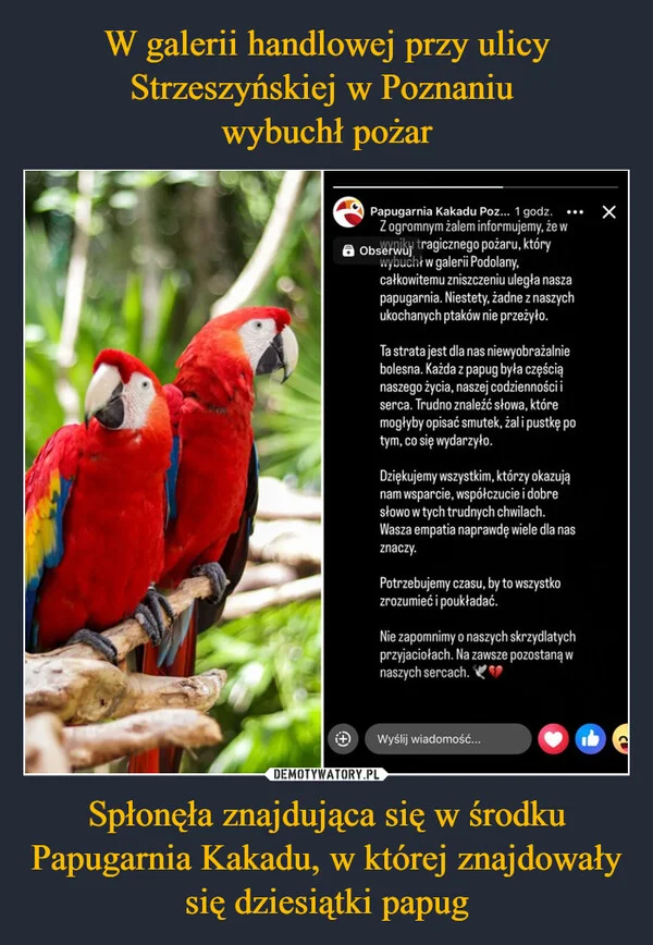 W galerii handlowej przy ulicy Strzeszyńskiej w Poznaniu wybuchł pożar Spłonęła znajdująca się w środku Papugarnia Kakadu, w której znajdowały się dziesiątki papug