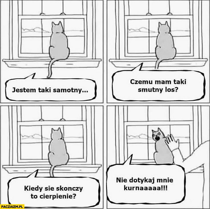 Kot jestem taki samotny, czemu mam taki smutny los, kiedy to się skończy, nie dotykaj mnie kiedy człowiek chce pogłaskać