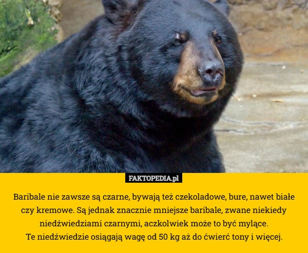 Baribale nie zawsze są czarne, bywają też czekoladowe, bure, nawet białe