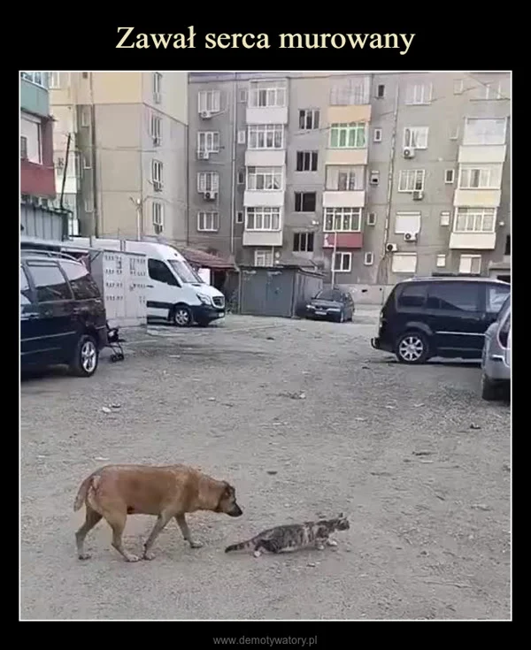 Zawał serca murowany