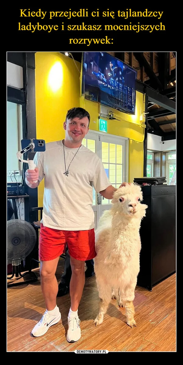 Kiedy przejedli ci się tajlandzcy ladyboye i szukasz mocniejszych rozrywek: