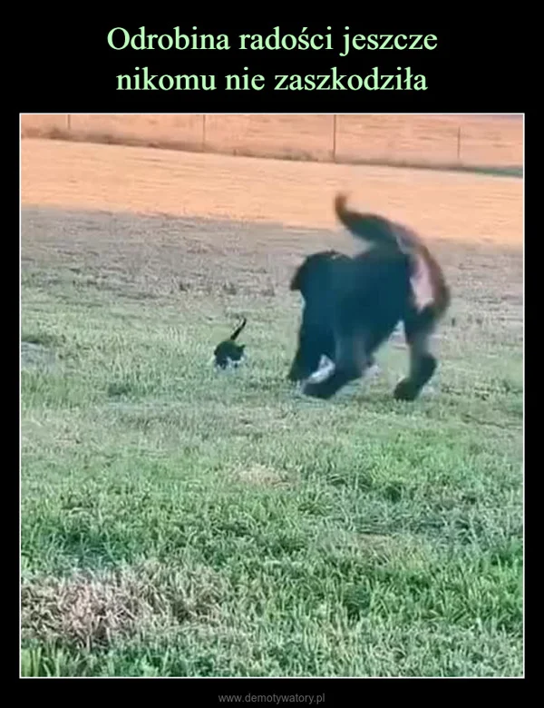 
    Odrobina radości jeszcze nikomu nie zaszkodziła
