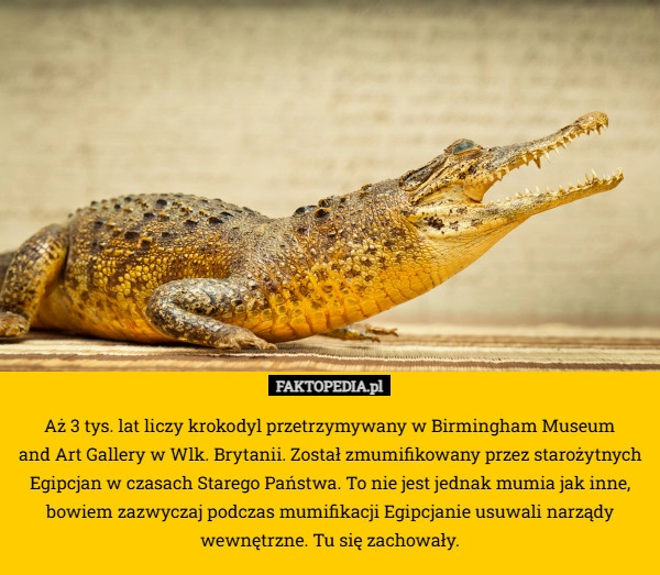 Aż 3 tys. lat liczy krokodyl przetrzymywany w Birmingham Museum
 and Art