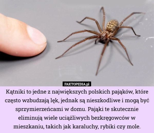 Kątniki to jedne z największych polskich pająków, które często wzbudzają...