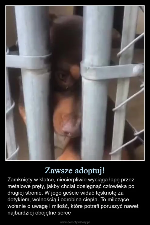 Zawsze adoptuj!