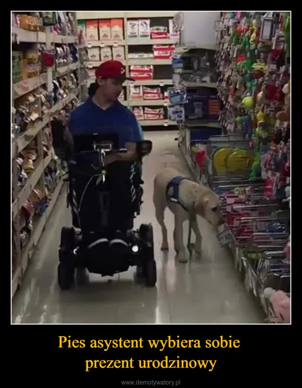 Pies asystent wybiera sobie prezent urodzinowy