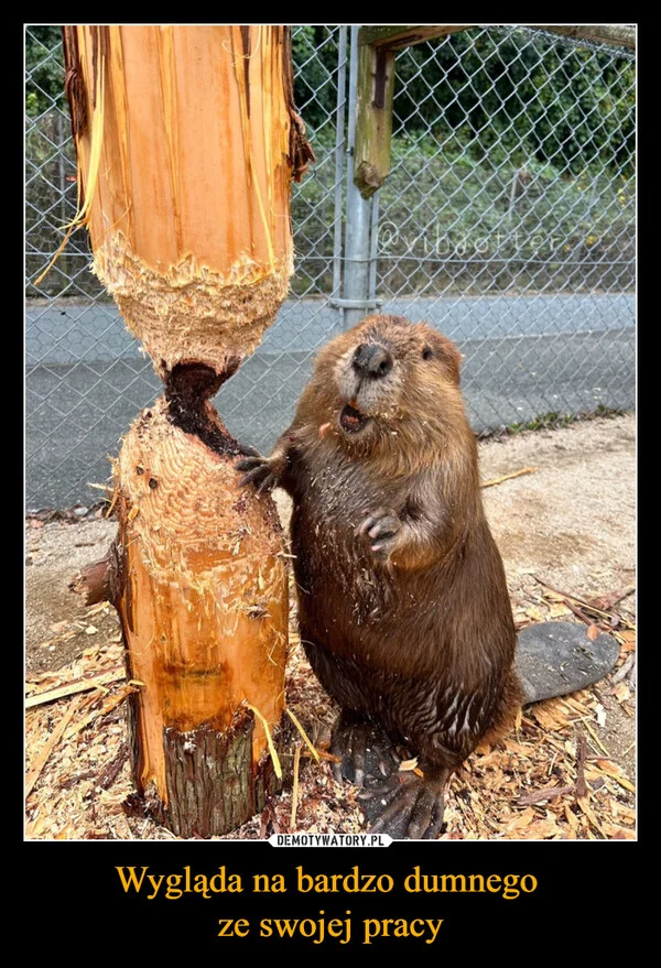 Wygląda na bardzo dumnego ze swojej pracy