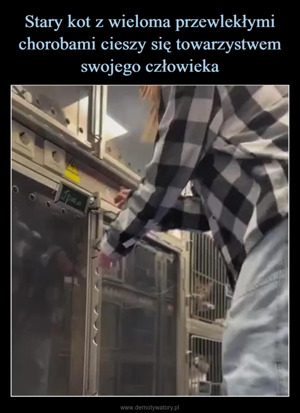 Stary kot z wieloma przewlekłymi chorobami cieszy się towarzystwem swojego człowieka