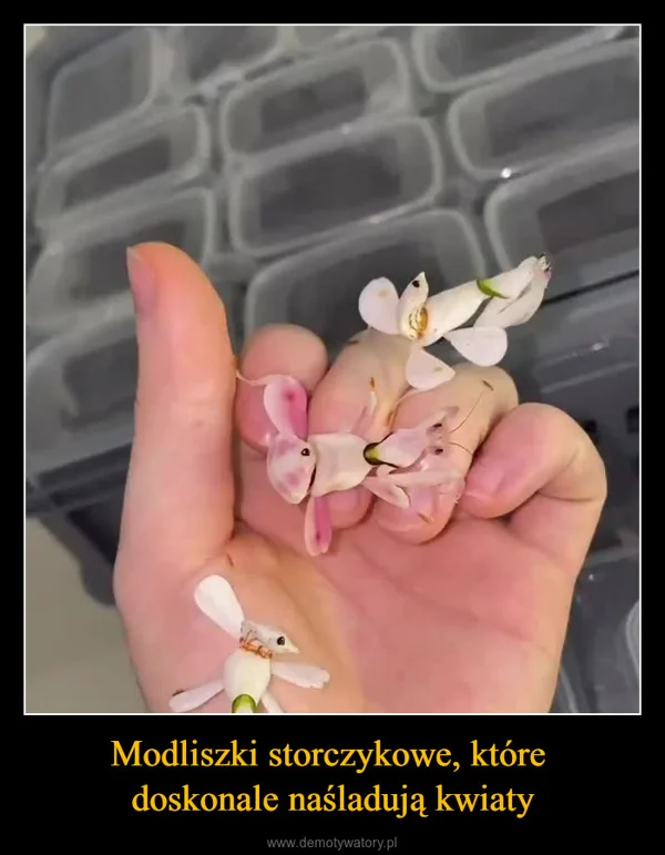 Modliszki storczykowe, które doskonale naśladują kwiaty