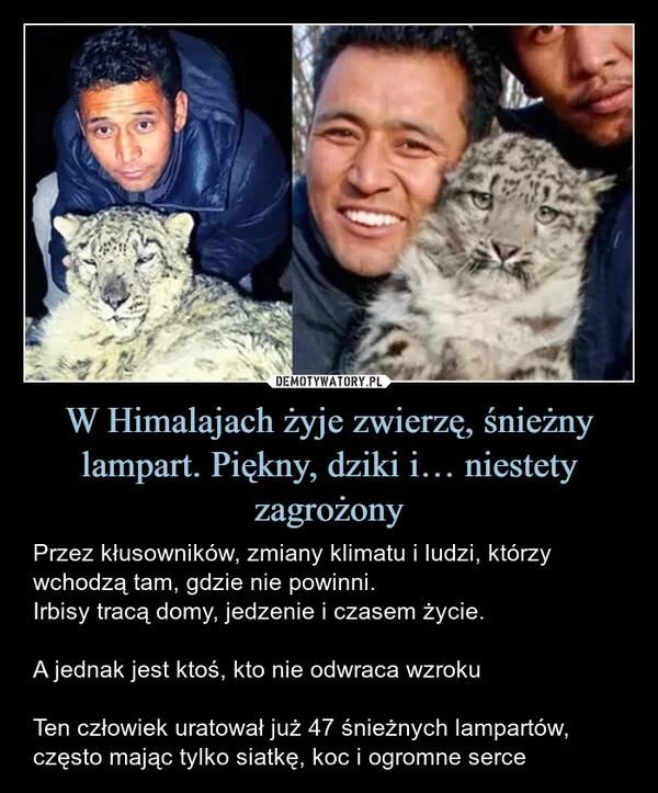
    W Himalajach żyje zwierzę, śnieżny lampart. Piękny, dziki i… niestety zagrożony
