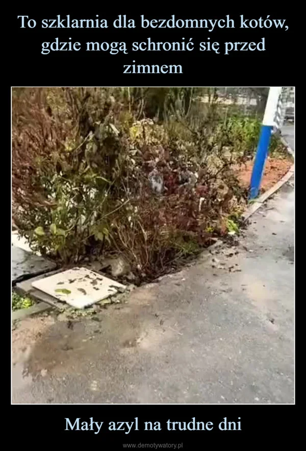
    To szklarnia dla bezdomnych kotów, gdzie mogą schronić się przed zimnem Mały azyl na trudne dni
