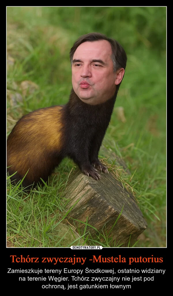 Tchórz zwyczajny -Mustela putorius