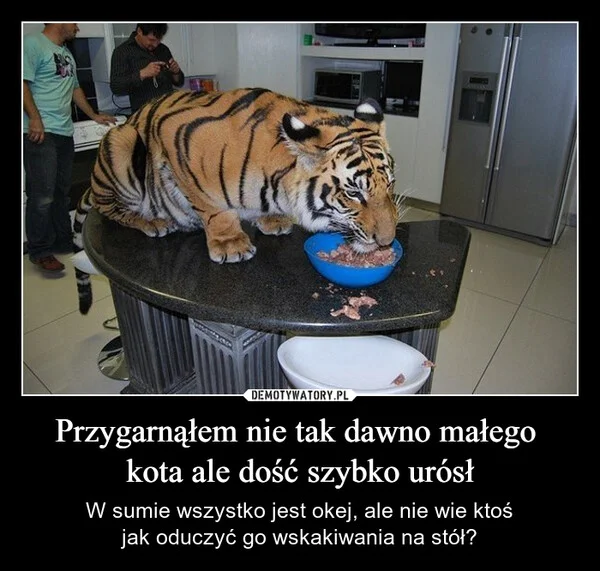 
    Przygarnąłem nie tak dawno małego kota ale dość szybko urósł