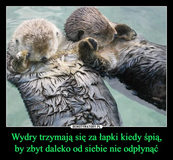 
    Wydry trzymają się za łapki kiedy śpią, by zbyt daleko od siebie nie odpłynąć