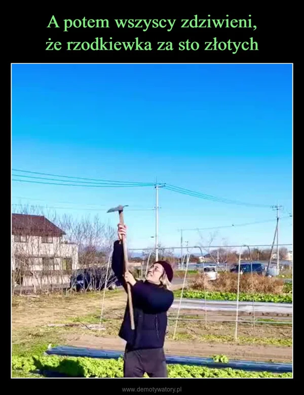 
    A potem wszyscy zdziwieni, że rzodkiewka za sto złotych