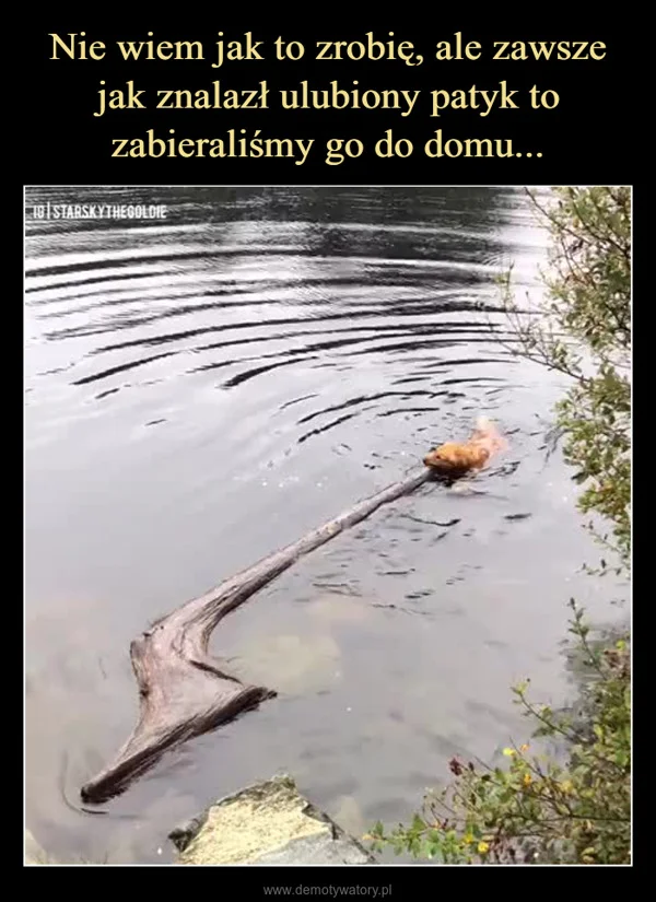 
    Nie wiem jak to zrobię, ale zawsze jak znalazł ulubiony patyk to zabieraliśmy go do domu...