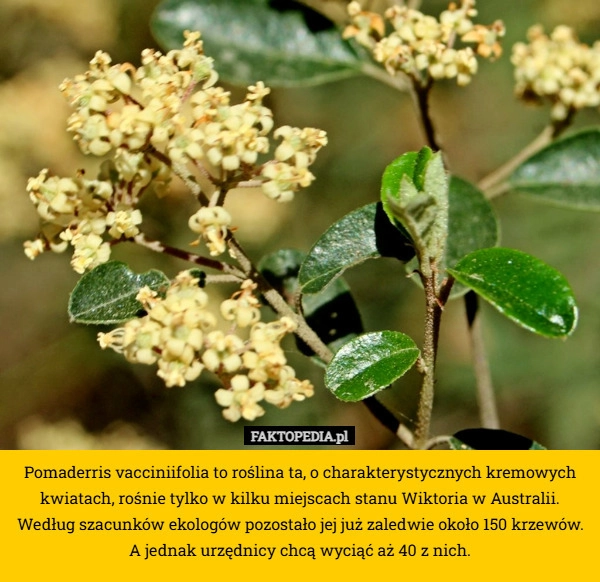 Pomaderris vacciniifolia to roślina ta, o charakterystycznych kremowych