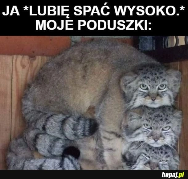 Poduszki