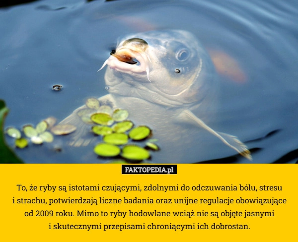 To, że ryby są istotami czującymi, zdolnymi do odczuwania bólu, stresu