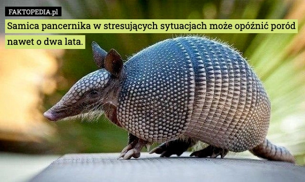 
    Samica pancernika w stresujących sytuacjach może opóźnić poród nawet o dwa