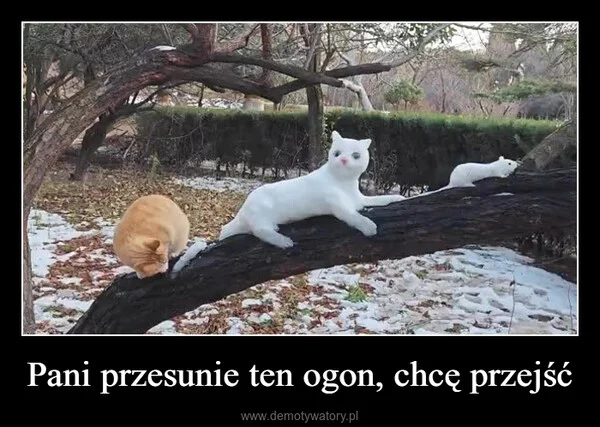 
    Pani przesunie ten ogon, chcę przejść