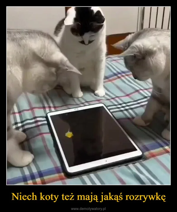 Niech koty też mają jakąś rozrywkę