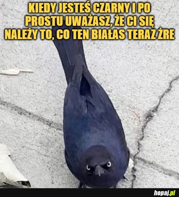 Czarny ptak. 