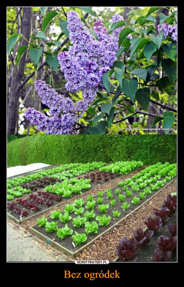 Bez ogródek