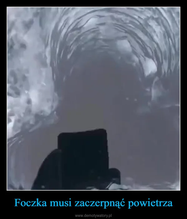 Foczka musi zaczerpnąć powietrza