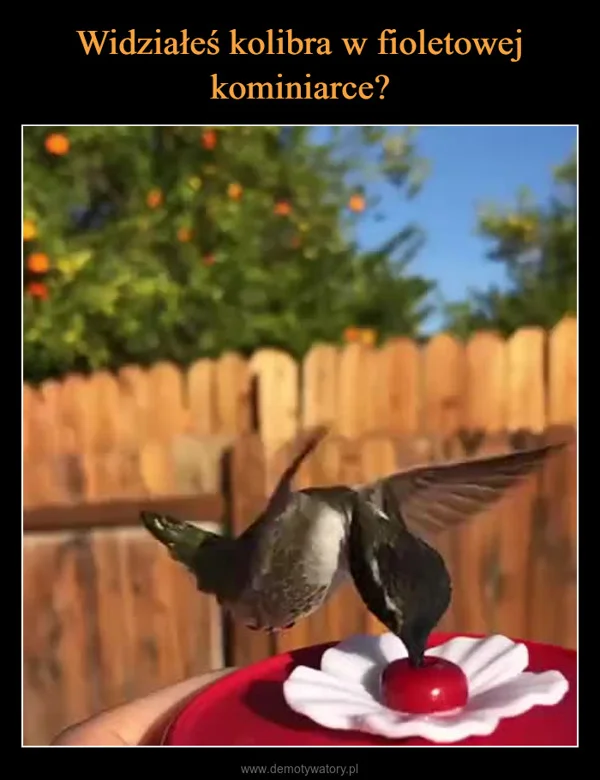 
    Widziałeś kolibra w fioletowej kominiarce?
