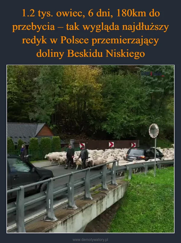 1.2 tys. owiec, 6 dni, 180km do przebycia – tak wygląda najdłuższy redyk w Polsce przemierzający doliny Beskidu Niskiego