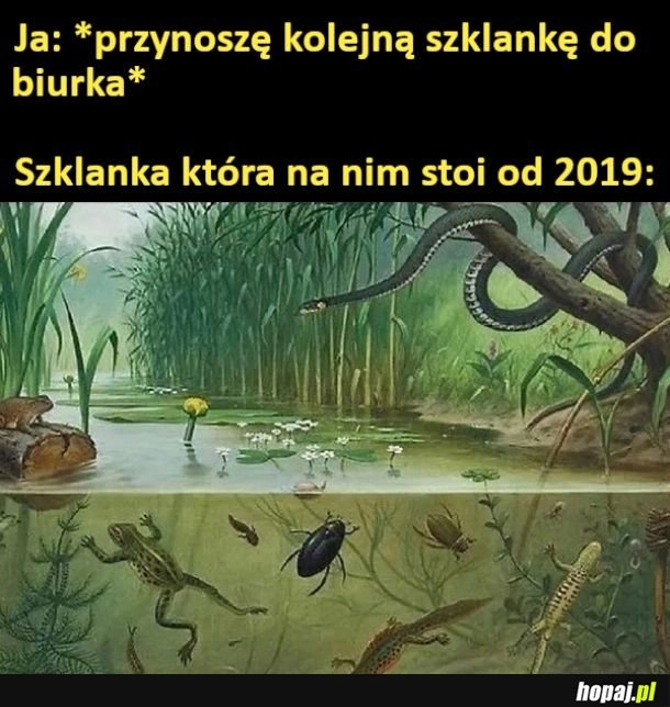 
    Nowy ekosystem