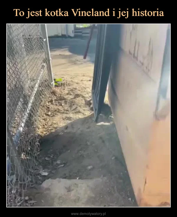 To jest kotka Vineland i jej historia