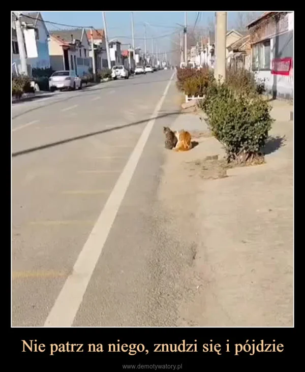 
    Nie patrz na niego, znudzi się i pójdzie