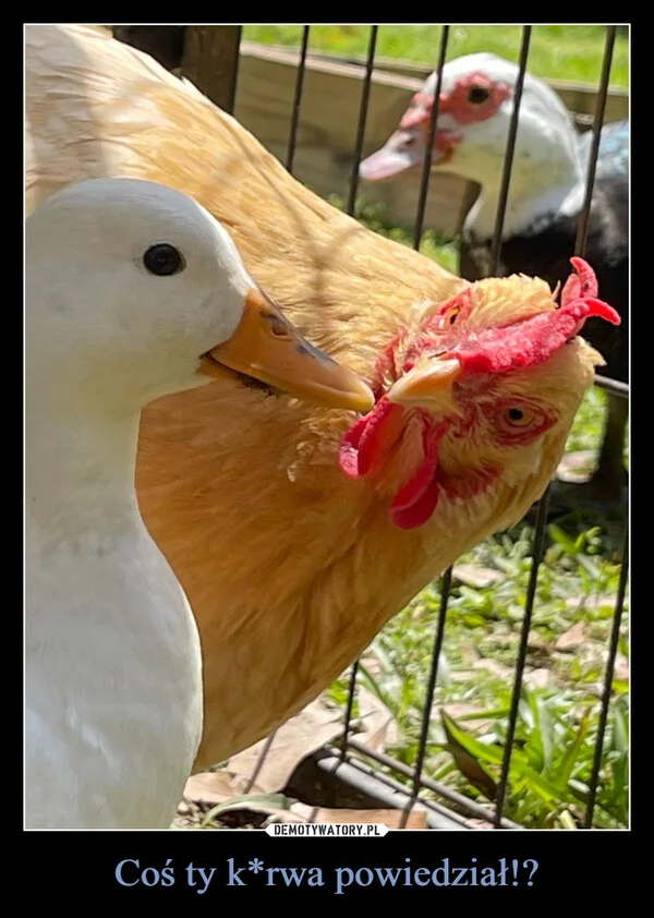 Coś ty k*rwa powiedział!?