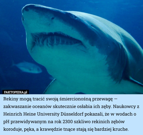 Rekiny mogą tracić swoją śmiercionośną przewagę — zakwaszanie oceanów skutecznie