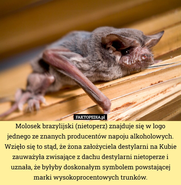 Molosek brazylijski (nietoperz) znajduje się w logo jednego ze znanych producentów