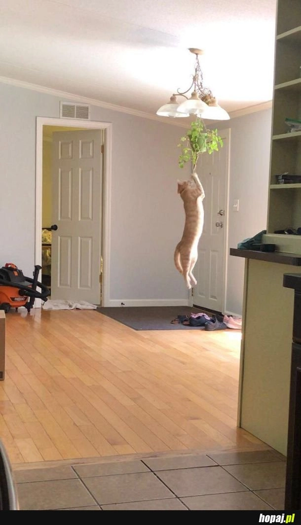 Koty będące kotami.