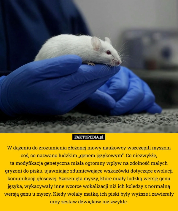 W dążeniu do zrozumienia złożonej mowy naukowcy wszczepili myszom coś, co