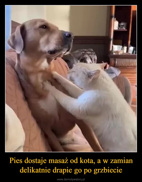 Pies dostaje masaż od kota, a w zamian delikatnie drapie go po grzbiecie