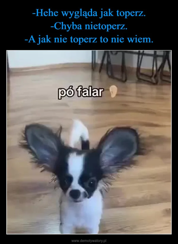 -Hehe wygląda jak toperz. -Chyba nietoperz. -A jak nie toperz to nie wiem.