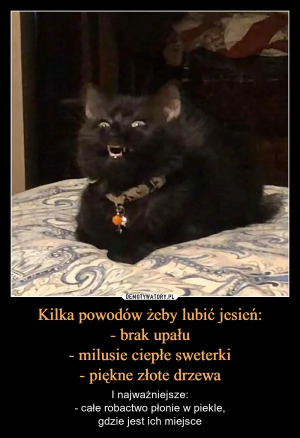 Kilka powodów żeby lubić jesień: - brak upału - milusie ciepłe sweterki - piękne złote drzewa