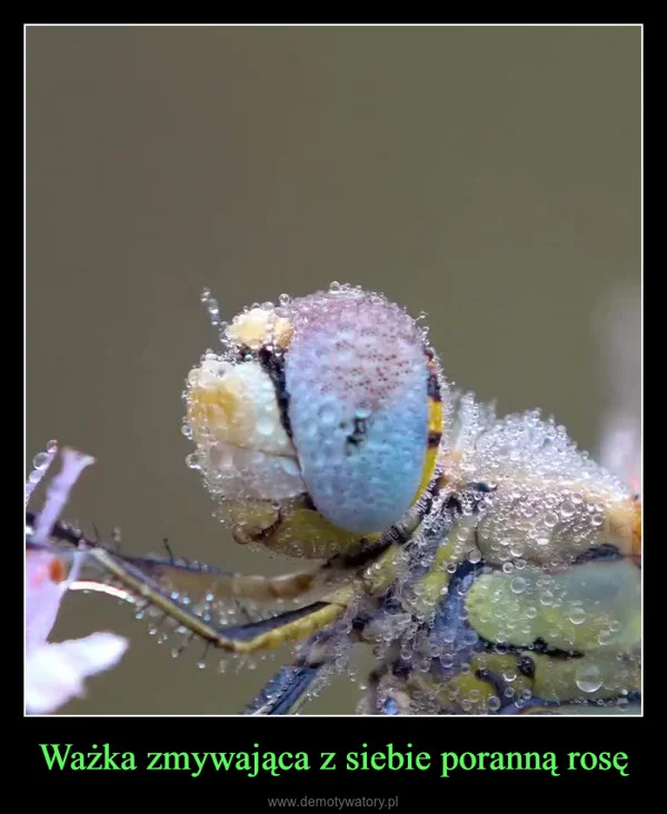 Ważka zmywająca z siebie poranną rosę