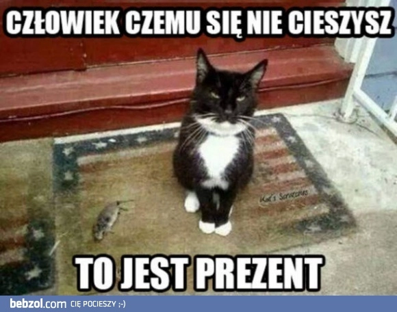 
    Kocie prezenty