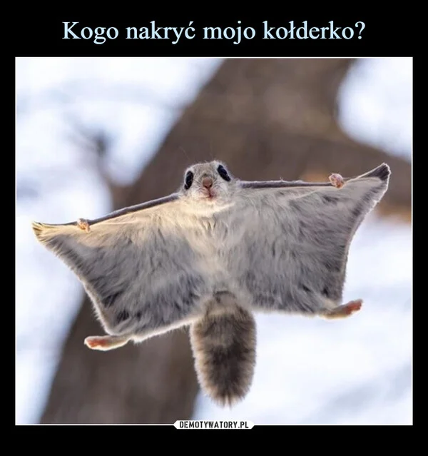 Kogo nakryć mojo kołderko?