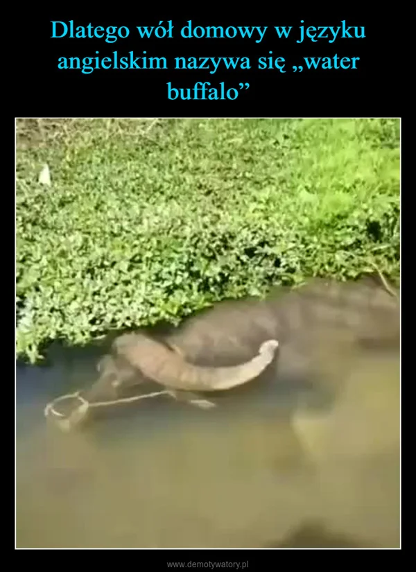 Dlatego wół domowy w języku angielskim nazywa się „water buffalo”