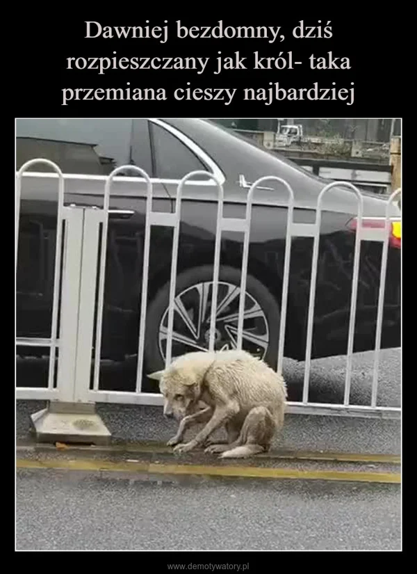 
    Dawniej bezdomny, dziś rozpieszczany jak król- taka przemiana cieszy najbardziej