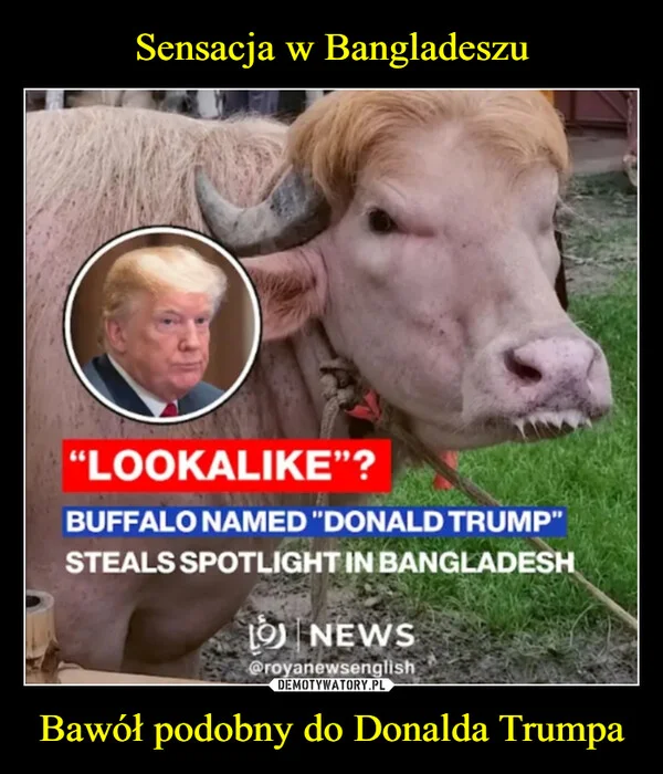 
    Sensacja w Bangladeszu Bawół podobny do Donalda Trumpa