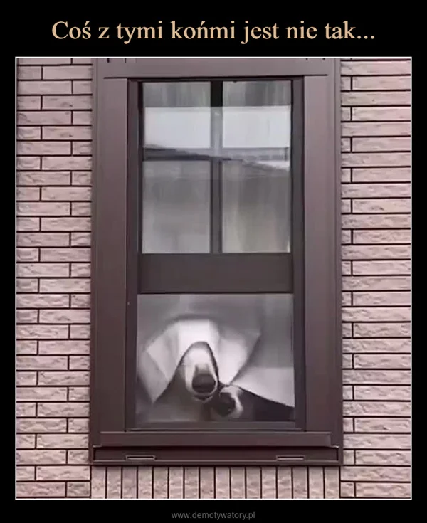Coś z tymi końmi jest nie tak...